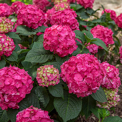 Endless Summer Summer Crush Hydrangea | Hydrangea macrophylla | Spring Hill