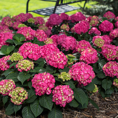 Endless Summer Summer Crush Hydrangea | Hydrangea macrophylla | Spring Hill