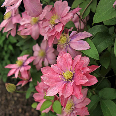 Little Mermaid Clematis | Large–Flowered Clematis | Spring Hill