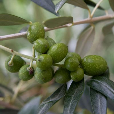 Mediterranean Olive Tree - Shop Olive Trees For Sale | Spring Hill