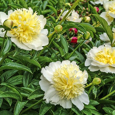 Honey Gold Peony | Spring Hill Nurseries