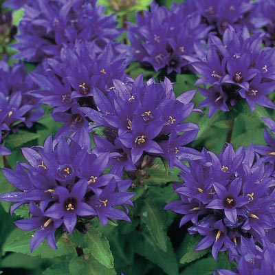 Bellflowers | Spring Hill Nurseries