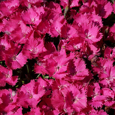 Vivid Bright Light Dianthus | Shop Perennials | Spring Hill