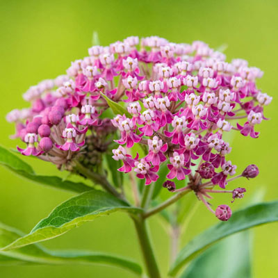 Soulmate Butterfly Flower - Asclepias Soulmate | Spring Hill