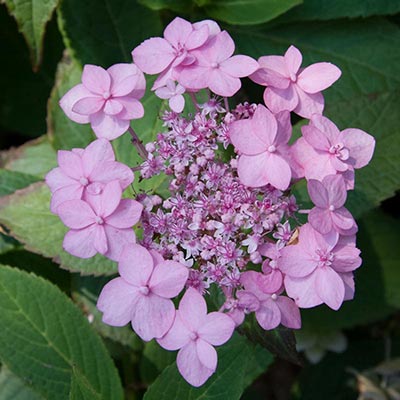 Hydrangea Let's Dance Starlight | Shop Hydrangeas | Spring Hill Nurseries