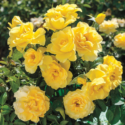 Sparkle & Shine Rose At Spring Hill Nurseries