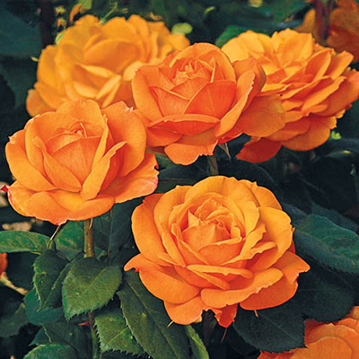 Good as Gold™ Hybrid Tea Rose - Shop Roses | Spring Hill Nurseries