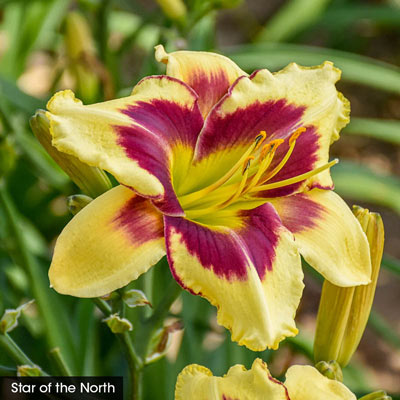 Daylight Savings Reblooming Daylilies - Buy Perennial Daylilies ...