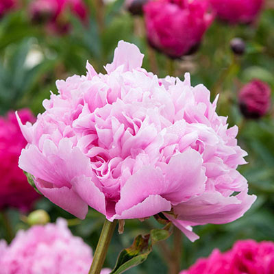 Mons. Jules Elie Peony | Shop for Peonies | Spring Hill