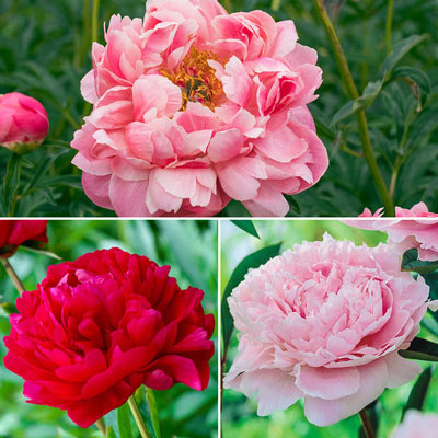 Peonies For Sale Shop Peony Plants For Sale Spring Hill Nurseries