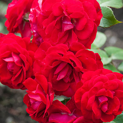 Red Jumbo Rose Sampler | Shop Jumbo Roses | Spring Hill