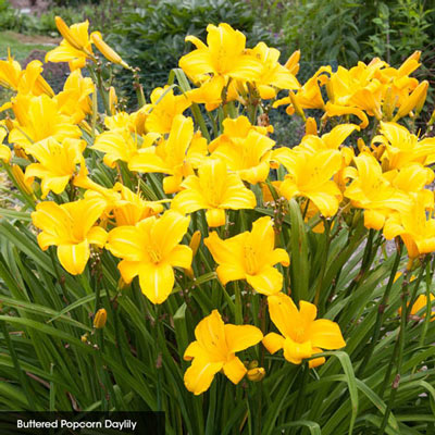 Reblooming Daylily Select Collection | Spring Hill