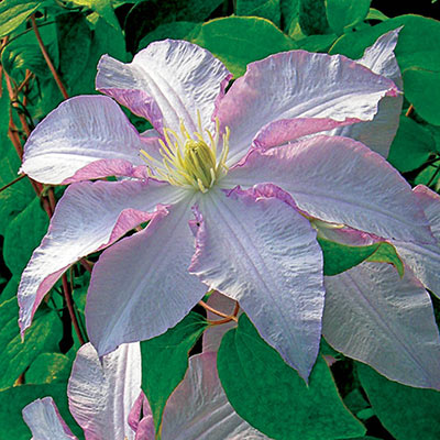 Filigree Clematis Shop Flowering Vines Spring Hill