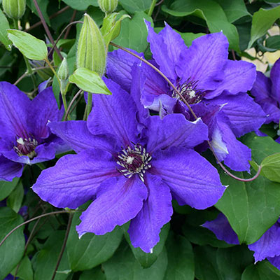 Danielle Vancouver Clematis | Shop Vines | Spring Hill