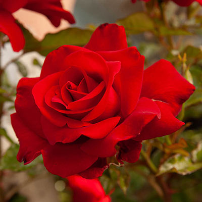 Drop Dead Red Floribunda Rose | Spring Hill Nurseries