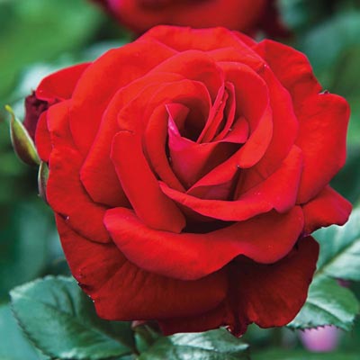 Drop Dead Red Floribunda Rose | Spring Hill Nurseries