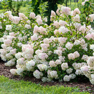 Strawberry Sundae Hydrangea | Spring Hill Nurseries