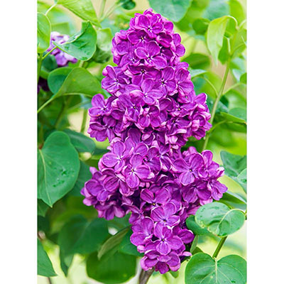 Common lilac, plant