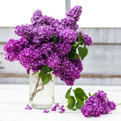 Yankee Doodle Lilac - Shop Lilacs | Spring Hill