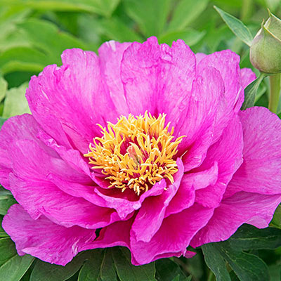 Morning Lilac Itoh Peony | Spring Hill Nurseries