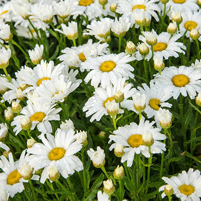 Alaska Shasta Daisy - Leucanthemum superbum | Spring Hill