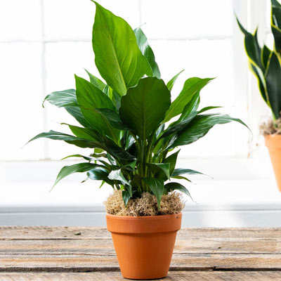 High Five Peace Lily | Year-Round Houseplant | Spring Hill