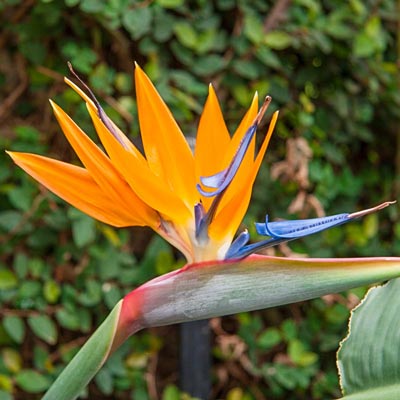 Bird of Paradise-Exotic Tropical Plant|Spring Hill Nurseries