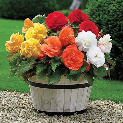 Begonia Bulbs for Sale - Shop Begonia Plants | Spring Hill