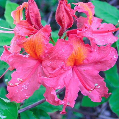 Azaleas for Sale - Buy Azaleas Online | Spring Hill Nurseries