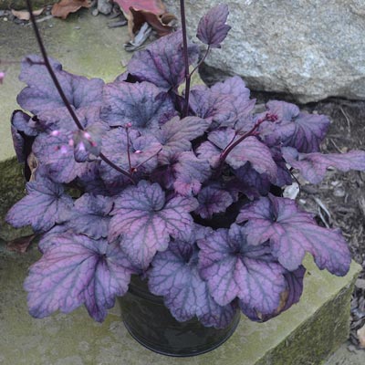 Electric Plum Heuchera | Spring Hill Nurseries