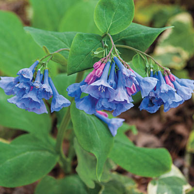 Virginia Bluebells | Spring Hill Nurseries