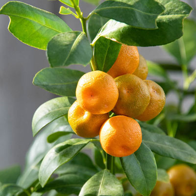 Calamondin Orange Tree | Spring Hill Nurseries