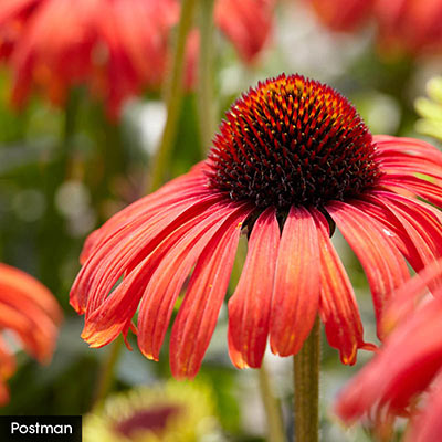 Hot Color Perennial Garden | Spring Hill Nurseries