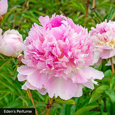 Seriously Fragrant Peony Collection | Spring Hill Nurseries