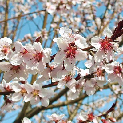 Flat Wonderful Peach Tree - Buy Fruit Trees | Spring Hill