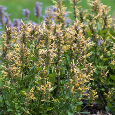 Kudos Gold Hummingbird Mint - Shop Agastache | Spring Hill