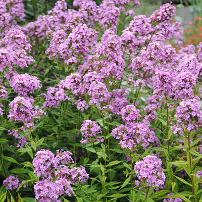 Tall Phlox Jeana | Shop Phlox paniculata | Spring Hill