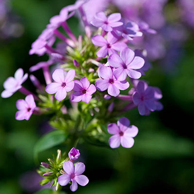 Tall Phlox Jeana 