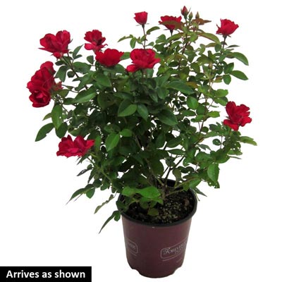 Forever & Ever Kardinal Kolorscape Rose | Spring Hill Nurseries