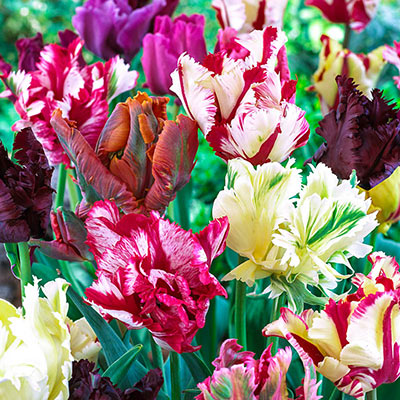 Parrot Tulip Mix | Shop Perennials | Spring Hill Nurseries