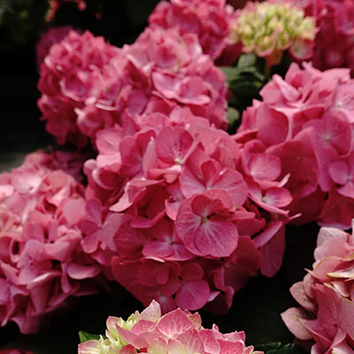 Hydrangea Forever & Ever Pink Flamingo - Shrubs 