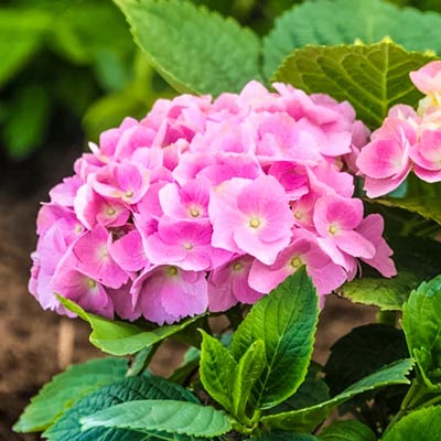 Early Sensation Hydrangea | Spring Hill Nurseries