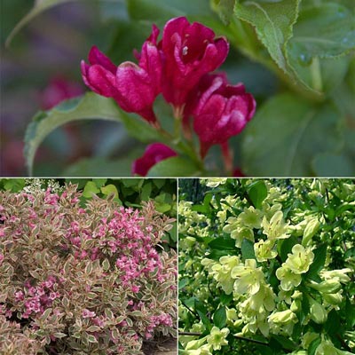 Weigela Collection –Flowering Shrubs | Spring Hill Nurseries