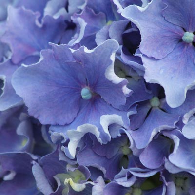 Hydrangea Spike - Shrubs | Spring Hill Nurseries