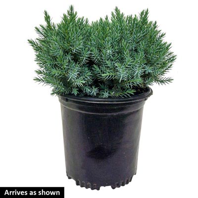 Blue Star Juniper | Spring Hill Nurseries