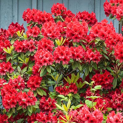 Hershey's Red Evergreen Azalea | Spring Hill Nurseries