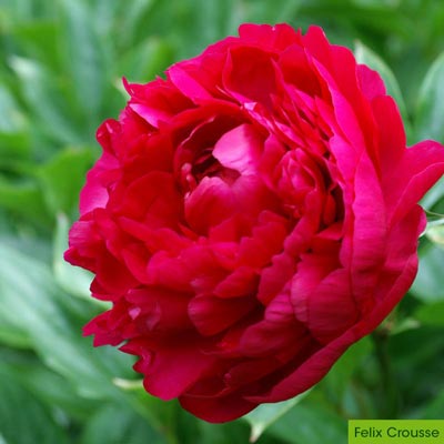 Longevity Peony Collection Perennials| Spring Hill Nurseries