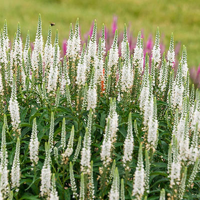 White Wands Veronica | Spring Hill Nurseries