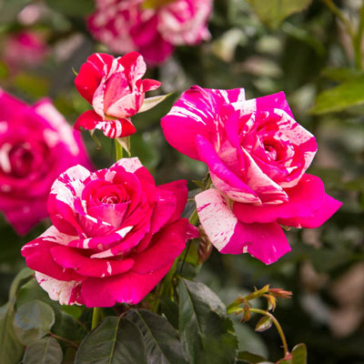 Neil Diamond Hybrid Tea Rose - Shop Roses | Spring Hill Nurseries