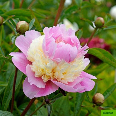 Flower Pail | Kansas, Kirinmaru, Sorbet Peonies | Spring Hill Nurseries